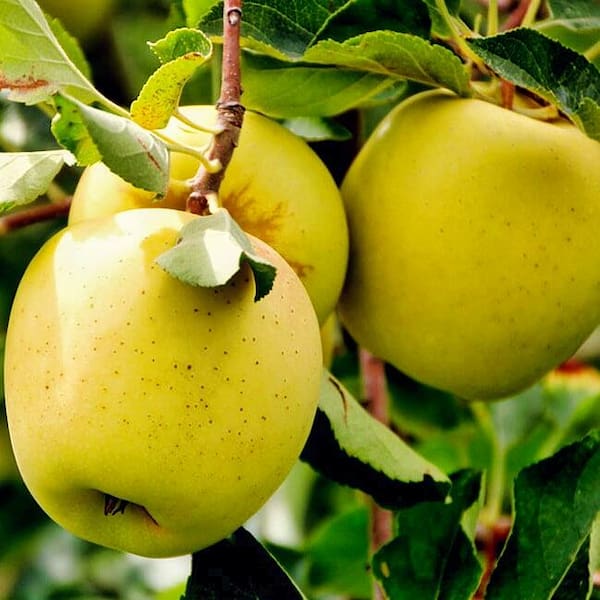 تصویر 2 از فروش سیب گلاب زرد + قیمت خرید به صرفه